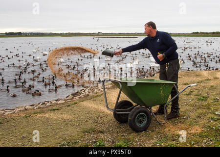 Burscough, Lancashire, UK Weather. 20 Oct, 2018. . Martin simple WWT sont maintenant nourrir les troupeaux migrants énorme de tadorne de Belon, canard colvert, rose et autres oies à la sauvagine nord-ouest centre. Oies rose sont maintenant supérieures à 14 000 cygnes chanteurs et les premiers sont arrivés de pays aux climats nordiques. Les gardes de la réserve supplémentaire pour fournir du grain des centaines de cygnes chanteurs qui se nourrissent aux côtés de tadorne, Teal, widgeon et des milliers d'oies à bec court ; Crédit : MediaWorldImages/Alamy Live News Banque D'Images