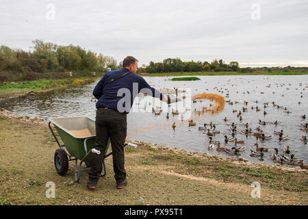 Burscough, Lancashire, UK Weather. 20 Oct, 2018. . Martin simple WWT sont maintenant nourrir les troupeaux migrants énorme de tadorne de Belon, canard colvert, rose, bleu sarcelle oies et autres oiseaux au nord-ouest du centre. Oies rose sont maintenant supérieures à 14 000 cygnes chanteurs et les premiers sont arrivés de pays aux climats nordiques. Les gardes de la réserve supplémentaire pour fournir du grain des centaines de cygnes chanteurs qui se nourrissent aux côtés de tadorne, Teal, widgeon et des milliers d'oies à bec court ; crédit ; Crédit : MediaWorldImages/Alamy Live News Banque D'Images