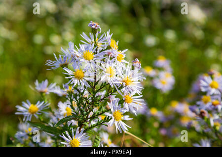 La Saint-michel commune Daisies, Worcestershire, Angleterre. Banque D'Images