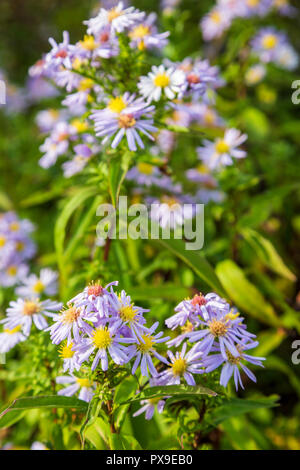 La Saint-michel commune Daisies, Worcestershire, Angleterre. Banque D'Images