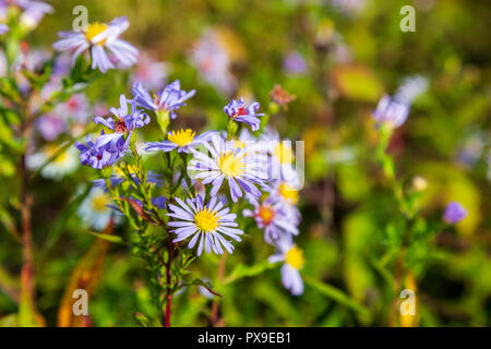 La Saint-michel commune Daisies, Worcestershire, Angleterre. Banque D'Images