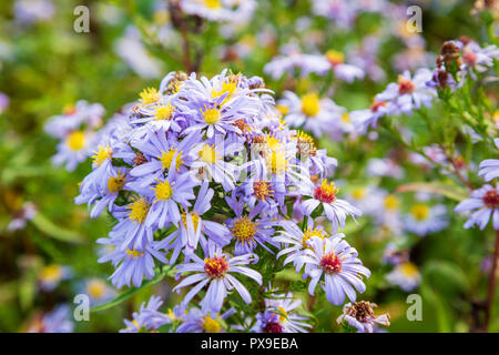 La Saint-michel commune Daisies, Worcestershire, Angleterre. Banque D'Images