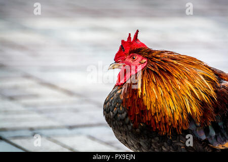 Portrait d'un coq dans les rues de Key West Banque D'Images