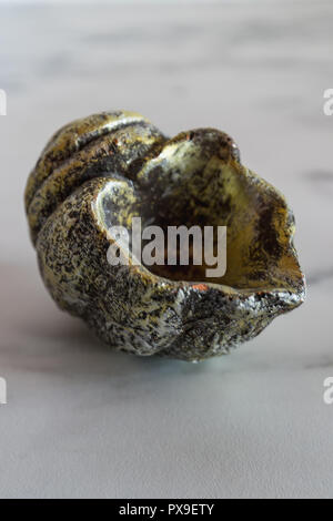 Spirale vide vert shell sur une plaque en marbre libre Banque D'Images