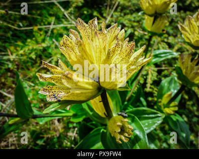 Fleurs jaunes de Gentiana punctata Banque D'Images