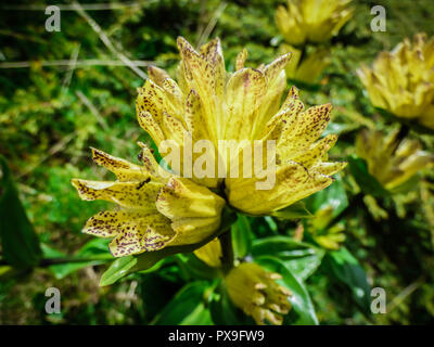 Fleurs jaunes de Gentiana punctata Banque D'Images