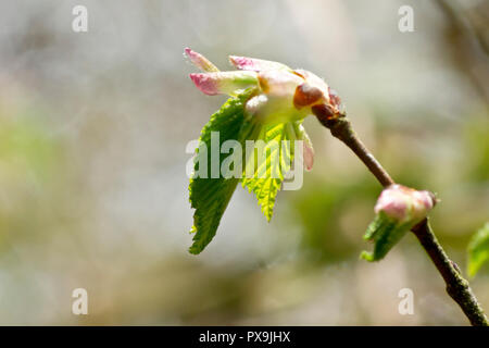 Orme montagnard (Ulmus glabra), près de l'arrière-feuilles éclairées sortant de leurs bourgeons au printemps. Banque D'Images