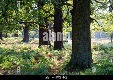 Les troncs des arbres dans le parc national trust Banque D'Images