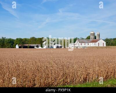 À la ferme à avec de vieux bâtiments, dans les champs de soja de séchage dans les régions rurales du comté de Lycoming, Pennsylvania, USA. Banque D'Images