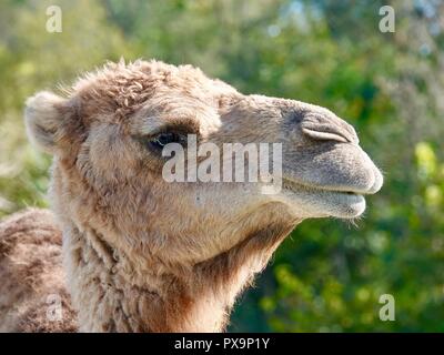 Close up of camel regardant la caméra, sur un Amish farm in rural North Central Texas, USA. Banque D'Images