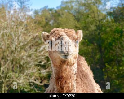 Close up of camel regardant la caméra, sur un Amish farm in rural North Central Texas, USA. Banque D'Images