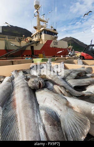 Poisson frais en SiglufjÃ¶rÃ°ur, Siglufjordur, au large de la côte nord de l'Islande. Banque D'Images