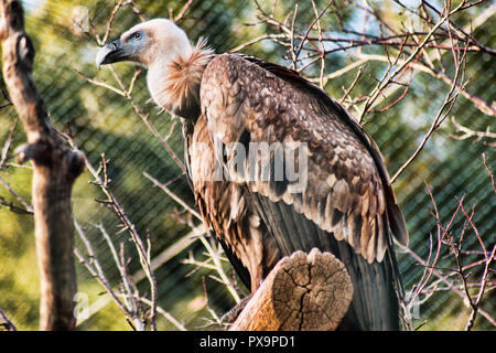 Phoenix , Eagle , Zoo de Gaziantep - Turquie Banque D'Images