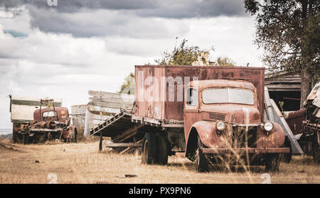 Vieux camions dans le paddock Banque D'Images