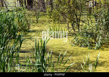 Croissant sur une sale des arbres et l'herbe par temps ensoleillé Banque D'Images