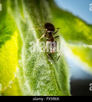 Brown et Ant peu sur puceron vert feuille extreme macro photographie Banque D'Images