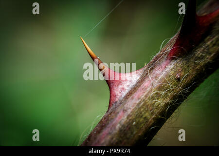 Thorn rouge on rose extreme macro photographie Banque D'Images