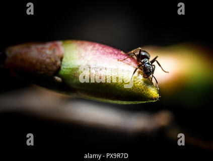 Peu de forêt brown Ant sur green bud extreme macro photographie Banque D'Images