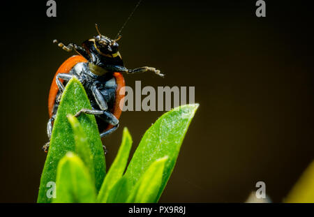 Belle coccinelle bras ouverts rameau vert macro photo Banque D'Images