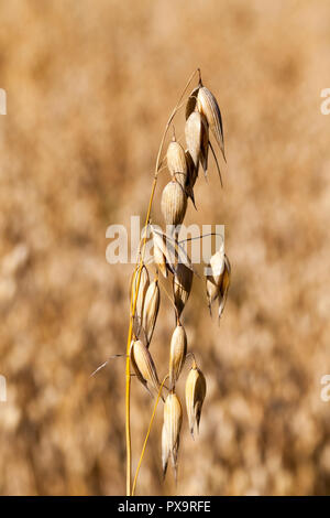 Les tiges d'avoine sec jaune au cours de la maturation et de l'état de préparation à la récolte, la récolte agricole de gros plan Banque D'Images