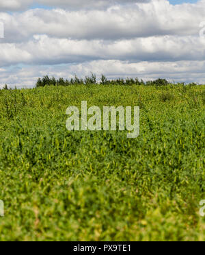 pois verts Banque D'Images