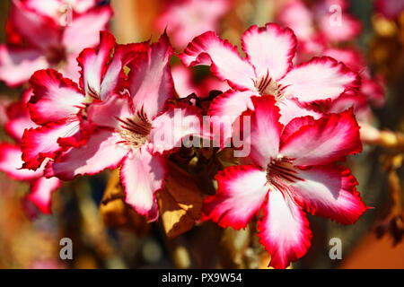 Rose du désert (Adenium obesum) , Zambie Banque D'Images