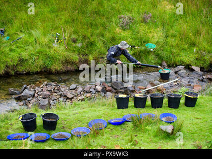 Cours de l'or à la batée pour les visiteurs et les touristes sur l'eau près de Wanlockhead Mennock, en Écosse. Banque D'Images