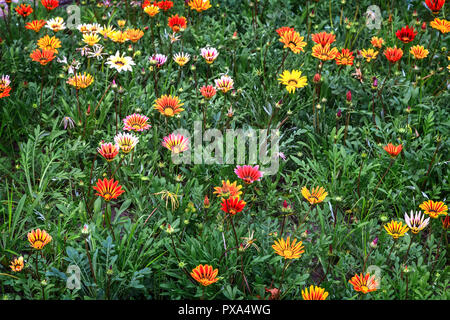 Sur le lit de fleur dans le jardin fleurs belles fleurs de différentes couleurs, qui ressemble à la forme d'une marguerite. Banque D'Images
