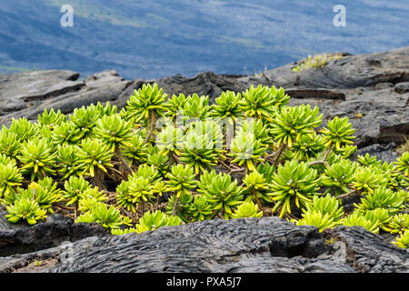 Beach Naupaka plante (scaevola taccada) croissant sur la lave volcanique noire près de rivage sur la grande île d'Hawaï, le Volcano National Park. Banque D'Images