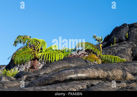 Paire de fougères vert foncé de pahoehoe lava. Blue Sky est dans l'arrière-plan. Près de chaîne de cratères Road à Volcano National Park, New York. Banque D'Images