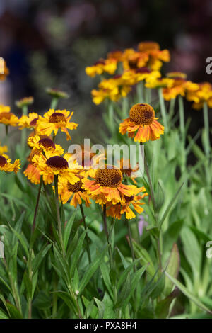 Helenium 'Mardi Gras'. Sneezeweed fleurs Banque D'Images