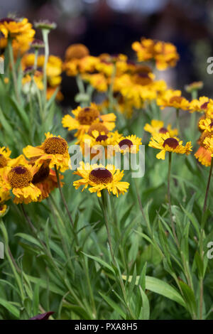 Helenium 'Mardi Gras'. Sneezeweed fleurs Banque D'Images