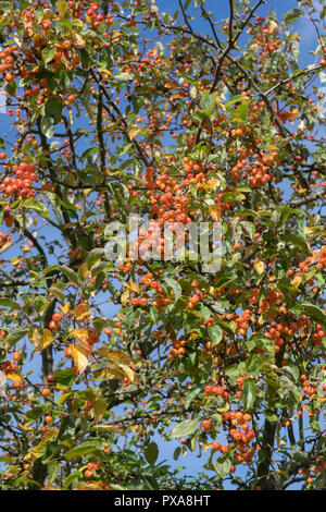 Malus x zumi 'Professeur sprenger'. Apple tree de crabe avec des fruits en octobre. UK Banque D'Images