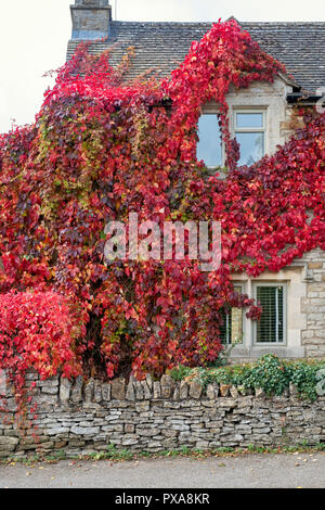 Parthenocissus quinquefolia.Virginia creeper / Ivy Américain couvrant les murs d'un chalet. Kingham, Cotswolds, Oxfordshire, Angleterre Banque D'Images