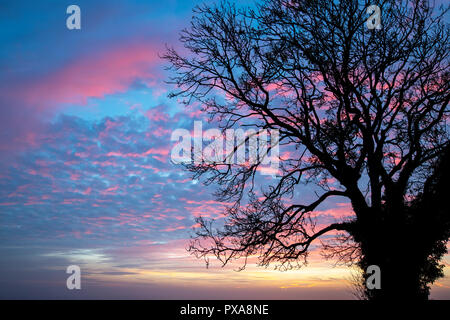 Arbre Silhouette contre un ciel nuageux rose à l'aube dans la campagne des Cotswolds. Le Gloucestershire, Angleterre Banque D'Images