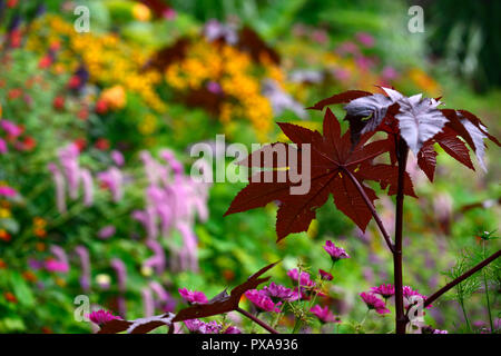 Ricinus communis,feuilles,sombre,huile de ricin,feuillage toxique,plante toxique,exotiques,jardin,Fleurs,RM Banque D'Images