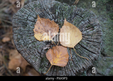 Automne feuilles de bouleau tombé sur souche d'arbre macro Banque D'Images