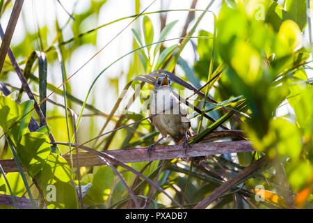 Un très en danger, endémiques (Ferminia cerverai Zapata Wren) au chant, au cœur de l'Hôtel Zapata Swamp, près de Santo Tomás. Cuba. Banque D'Images