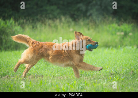 Heureux golden retriever de la récupération au cours de l'IWT 2018 factice dans Molinella, Italie Banque D'Images