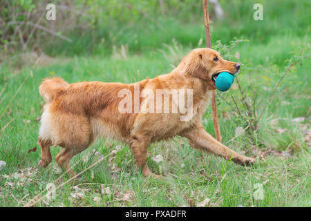 Belle golden retriever récupération factice vert Banque D'Images