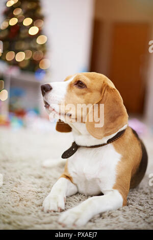 Chien Beagle sur décoration de Noël pose en tapis d'accueil Banque D'Images