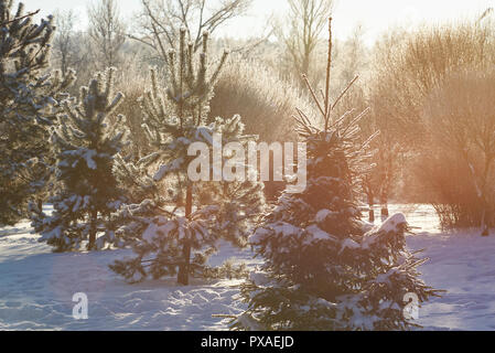 Groupe de pins sur journée ensoleillée d'un séjour tous dans la neige couverts Banque D'Images Groupe de pins sur journée ensoleillée d'un séjour tous dans la neige couverts Banque D'Images