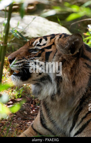 Sydney, Australie, profil d'un tigre de Sumatra se détendre en forêt Banque D'Images