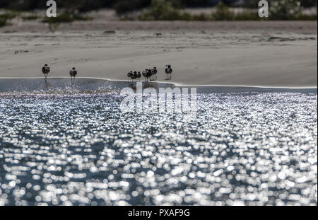 Famille de 2 barges à queue bar adultes avec 6 poussins sur plage de sable fin au King George River, Kimberley Coast, Australie occidentale Banque D'Images