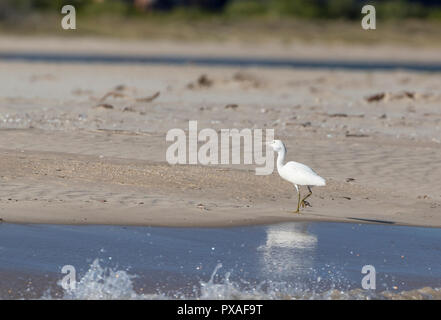 Aigrette des récifs de l'avaler la nourriture sur la plage de la King George River, Australie occidentale Banque D'Images