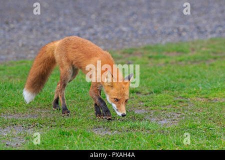 Red Fox à Silver Salmon Lodge Lake Clark National Park Alaska USA Banque D'Images