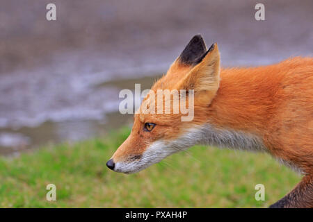 Red Fox à Silver Salmon Lodge Lake Clark National Park Alaska USA Banque D'Images