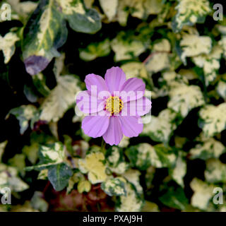 Cosmos rose fleur dans le jardin sur fond de lierre Banque D'Images