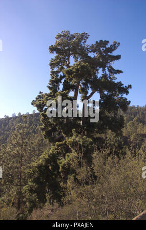 Vue de dessus d'un énorme arbre pin appelé 'Pino Gordo" près de Parc Naturel de la Corona Forestal Banque D'Images