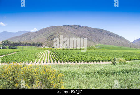 Les rangées de vigne dans un vignoble dans la distance près de Robinson en Afrique du Sud Banque D'Images